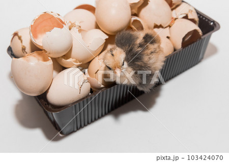 Newborn chicken little cute chick in eggshell pile on white background Newborn chicken little cute chick in eggshell pile on white background 103424070