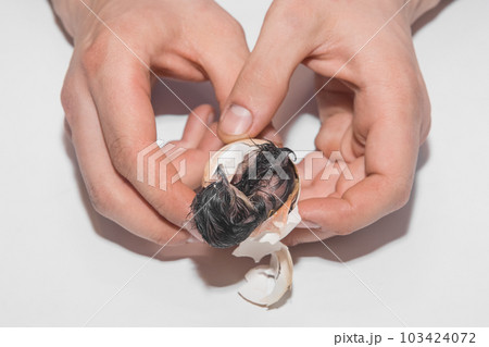 The hands of a professional farmer help a newborn chicken chick get out of a hatching egg on a white background The hands of a professional farmer help a newborn chicken chick get out of a hatching egg on a white background 103424072