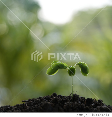 Small Rain tree sprout growing 103424213