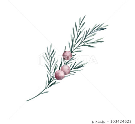 Twig of rosemary with leaves and red berries. Taxus baccata. Juniper essential oil. Kitchen herbs branch and spice. Hand drawn watercolor illustration for banner, label, package, pattern 103424622
