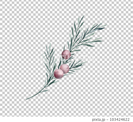 Twig of rosemary with leaves and red berries. Taxus baccata. Juniper essential oil. Kitchen herbs branch and spice. Hand drawn watercolor illustration for banner, label, package, pattern 103424622