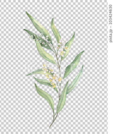 Olive branches, leaves and flowers. Olive fruit and tree branches with leaves. Hand drawn watercolor illustration. Floral plant design for wedding invitation, label, pack, stationery, greeting Olive branches, leaves and flowers. Olive fruit and tree branches with leaves. Hand drawn watercolor illustration. Floral plant design for wedding invitation, label, pack, stationery, greeting 103424630