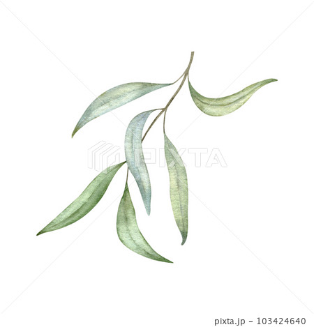Green leaf branches. Greenery foliage, Eucalyptus, olive Botanical design element. Hand drawn watercolor illustration for greeting card, wedding invitation, pack, stationary. Green leaf branches. Greenery foliage, Eucalyptus, olive Botanical design element. Hand drawn watercolor illustration for greeting card, wedding invitation, pack, stationary. 103424640