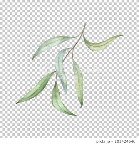 Green leaf branches. Greenery foliage, Eucalyptus, olive Botanical design element. Hand drawn watercolor illustration for greeting card, wedding invitation, pack, stationary. Green leaf branches. Greenery foliage, Eucalyptus, olive Botanical design element. Hand drawn watercolor illustration for greeting card, wedding invitation, pack, stationary. 103424640