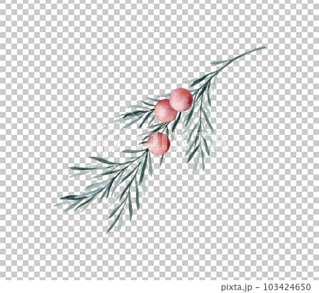 Set of twigs of rosemary with leaves and red berries. Taxus baccata. Juniper essential oil. Kitchen herbs branch and spice. Hand drawn watercolor illustration for banner, label, package, pattern 103424650