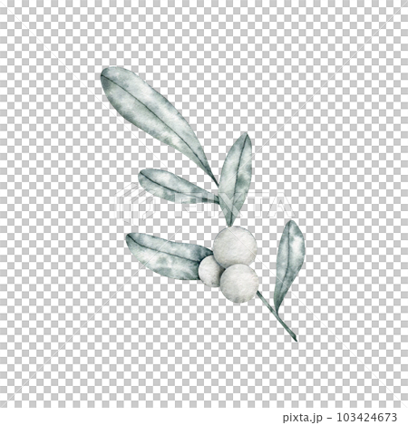 Symphoricarpos, commonly known as the snowberry, waxberry, or ghostberry. Deciduous shrub with white berries. Hand drawn watercolor illustration for greeting card, wedding invitation 103424673