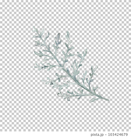 Dusty Miller, Silver Jacobaea maritima plant. Winter botanical leaves. Hand drawn watercolor illustration. Floral plant design for wedding invitation, label, pack, christmas, greeting, wallpaper Dusty Miller, Silver Jacobaea maritima plant. Winter botanical leaves. Hand drawn watercolor illustration. Floral plant design for wedding invitation, label, pack, christmas, greeting, wallpaper 103424679