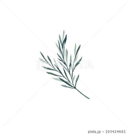 Twig of rosemary with leaves. Taxus baccata. Juniper essential oil. Kitchen herbs branch and spice. Hand drawn watercolor illustration for banner, label, package, pattern 103424681