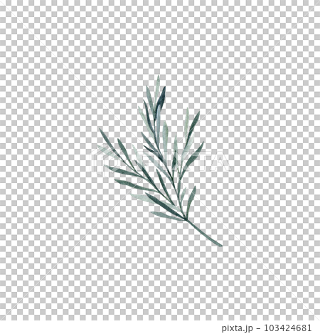 Twig of rosemary with leaves. Taxus baccata. Juniper essential oil. Kitchen herbs branch and spice. Hand drawn watercolor illustration for banner, label, package, pattern 103424681