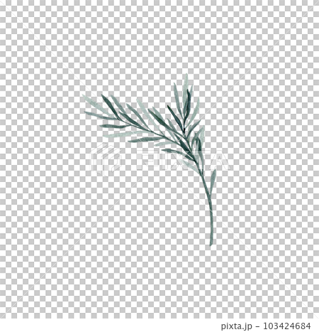 Twig of rosemary with leaves. Taxus baccata. Juniper essential oil. Kitchen herbs branch and spice. Hand drawn watercolor illustration for banner, label, package, pattern Twig of rosemary with leaves. Taxus baccata. Juniper essential oil. Kitchen herbs branch and spice. Hand drawn watercolor illustration for banner, label, package, pattern 103424684