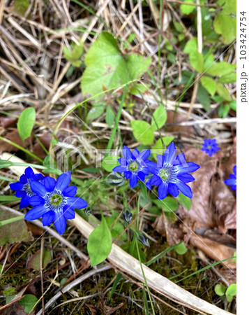 山野でひと際目立つハルリンドウの花 103424754
