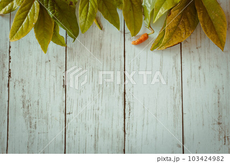 ヒハツ背景 ヒハツ背景 103424982