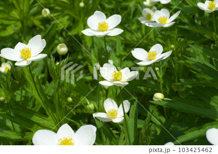 フタマタイチゲの白い花 フタマタイチゲの白い花 103425462