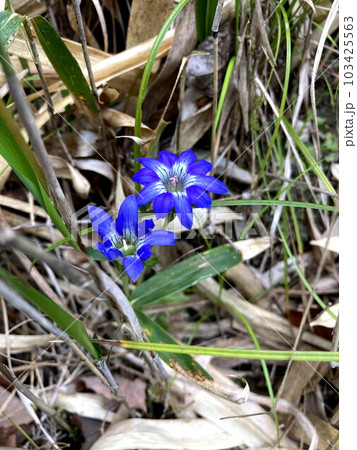 山野でひと際目立つハルリンドウの花 103425563