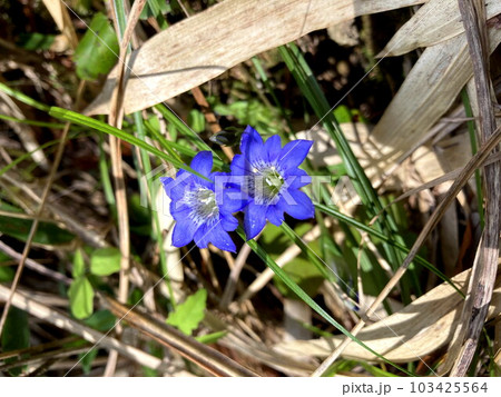 山野でひと際目立つハルリンドウの花 103425564