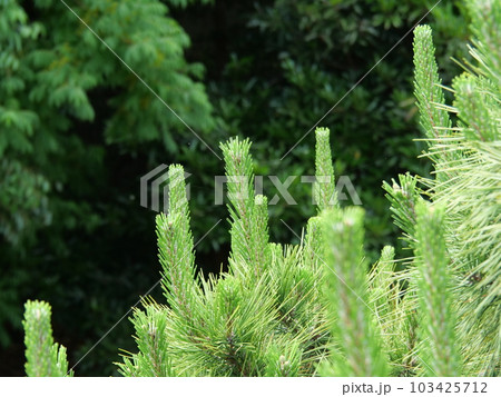 松の葉のクローズアップ 松の葉のクローズアップ 103425712