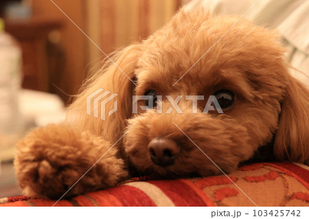 室内でまったりするトイプードル 103425742