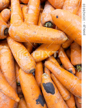 Background of orange carrot roots 103426010