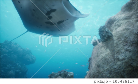 stunning manta ray floats effortlessly over a stunning coral reef 103426117