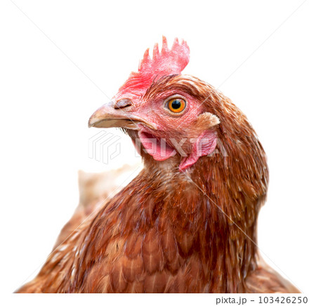 A red laying hen lives on an organic farm. Raising poultry for meat and eggs A red laying hen lives on an organic farm. Raising poultry for meat and eggs 103426250