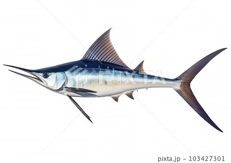 Marlin Swordfish marine animal isolated on white background, fish beak sharp as a sword, popular for fishing, aquatic sea diversity, with Generative AI. Marlin Swordfish marine animal isolated on white background, fish beak sharp as a sword, popular for fishing, aquatic sea diversity, with Generative AI. 103427301