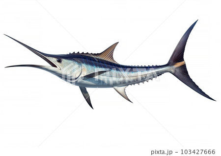 Marlin Swordfish marine animal isolated on white background, fish beak sharp as a sword, popular for fishing, aquatic sea diversity, with Generative AI. 103427666