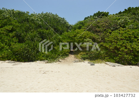 青空と林と道 103427732