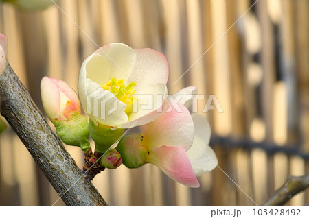 庭木として栽培されているボケの早春に咲いた白やピンクの花 庭木として栽培されているボケの早春に咲いた白やピンクの花 103428492