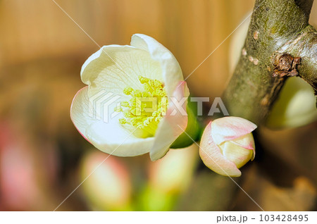 庭木として栽培されているボケの早春に咲いた白やピンクの花 庭木として栽培されているボケの早春に咲いた白やピンクの花 103428495