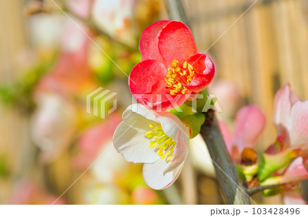 庭木として栽培されているボケの早春に咲いた白やピンクの花 庭木として栽培されているボケの早春に咲いた白やピンクの花 103428496