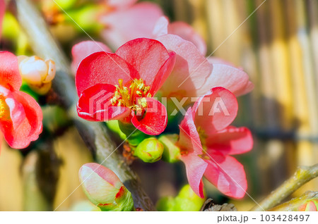 庭木として栽培されているボケの早春に咲いた白やピンクの花 103428497