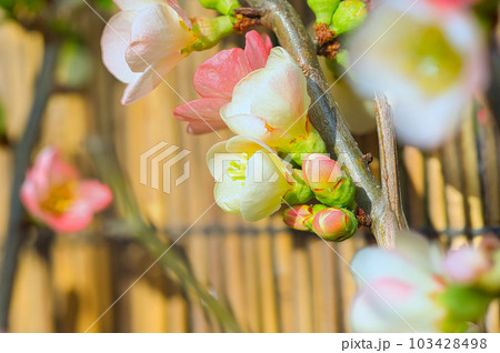 庭木として栽培されているボケの早春に咲いた白やピンクの花 庭木として栽培されているボケの早春に咲いた白やピンクの花 103428498