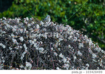 庭木として栽培されている枝垂れ梅の早春に咲いた白色の花とヒヨドリ 103428499