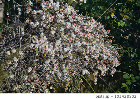 庭木として栽培されている枝垂れ梅の早春に咲いた白色の花 庭木として栽培されている枝垂れ梅の早春に咲いた白色の花 103428502
