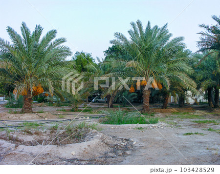 Date palms with dates 103428529