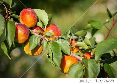 Tree branch with ripe peaches on a summer sunny day.  103428774