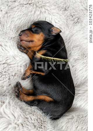 Portrait of a newborn puppy of a black and tan miniature pinscher on a gray fur background.  103428776