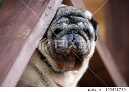 Portrait of an elderly beige pug peeking from behind the railing of the veranda, selective focus. Portrait of an elderly beige pug peeking from behind the railing of the veranda, selective focus. 103428780