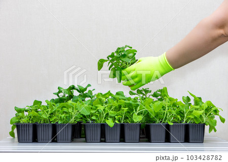 A gloved hand adds a pot of seedlings to the total mass of plants. A gloved hand adds a pot of seedlings to the total mass of plants. 103428782