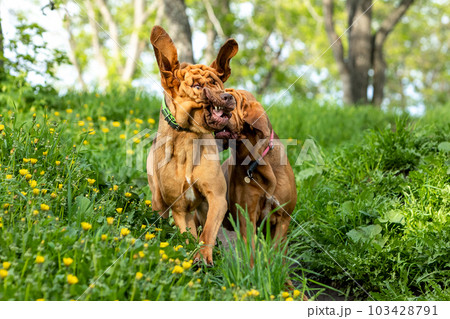 Two Bloodhounds have a lot of fun running down the hill in the fresh summer greenery of the park. Two Bloodhounds have a lot of fun running down the hill in the fresh summer greenery of the park. 103428791