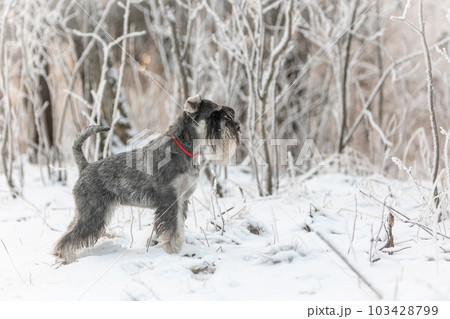 Medium schnauzer of pepper-salt color in winter snowy forest. 103428799