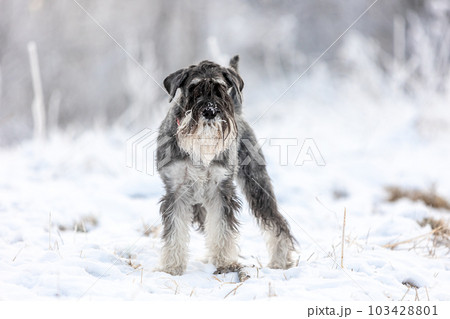 Pepper-and-salt medium schnauzer stands looking back in a winter snowy forest 103428801
