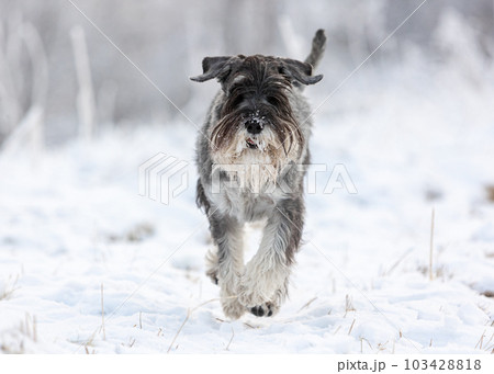 Medium schnauzer with pepper and salt walks in winter snowy forest Medium schnauzer with pepper and salt walks in winter snowy forest 103428818