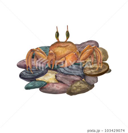 Watercolor illustration of crab on colorful marine pebbles isolated on white background. For baby textile, wallpaper, nursery decoration, cards, background, souvenirs, wrapping. Cartoon style. Watercolor illustration of crab on colorful marine pebbles isolated on white background. For baby textile, wallpaper, nursery decoration, cards, background, souvenirs, wrapping. Cartoon style. 103429074