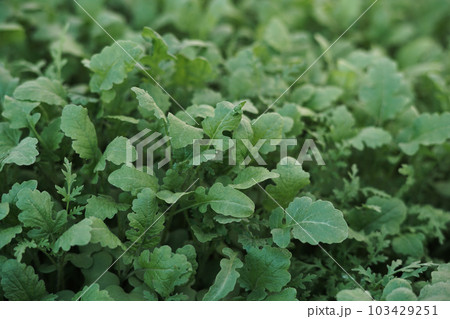 Mustard sprouts grown for organic fertilizer , green manure , siderates. Add organic matter to soil, nitrogen for following crops, eco, organic farming, close up, flat lay 103429251