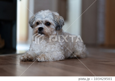 A cute little fluffy Maltese dog is lying on the floor in the hallway and looking away. Copy space A cute little fluffy Maltese dog is lying on the floor in the hallway and looking away. Copy space 103429501