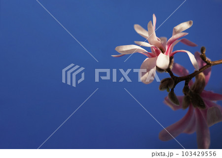 Close-up shot of the pink flowers of blooming magnolia in bright sunlight with dark blue sky in background. Copy space. Close-up shot of the pink flowers of blooming magnolia in bright sunlight with dark blue sky in background. Copy space. 103429556