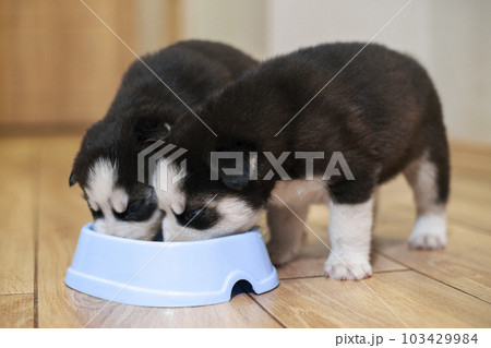 Cute siberian husky puppies eating from feeding bowl at home. Dog feeding 103429984