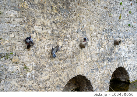 Pigeons are resting. Pigeons on a stone wall near water. 103430056