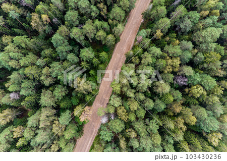 Straight forest road in mixed bright green forest Straight forest road in mixed bright green forest 103430236